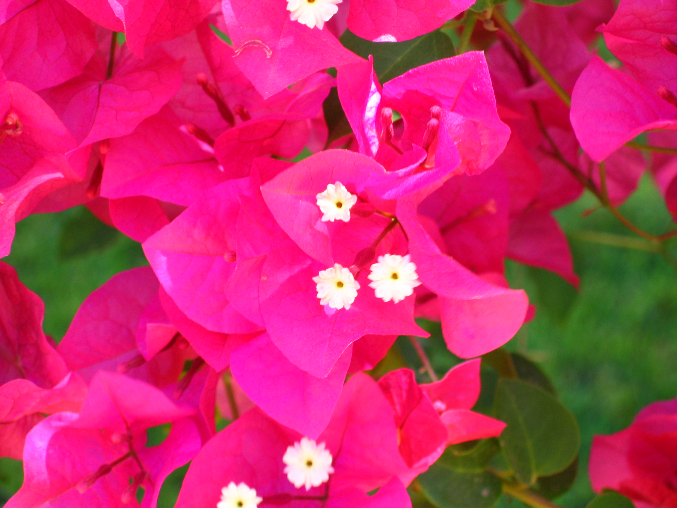 great bougainvillea
